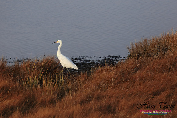 Snowy Egret 1011