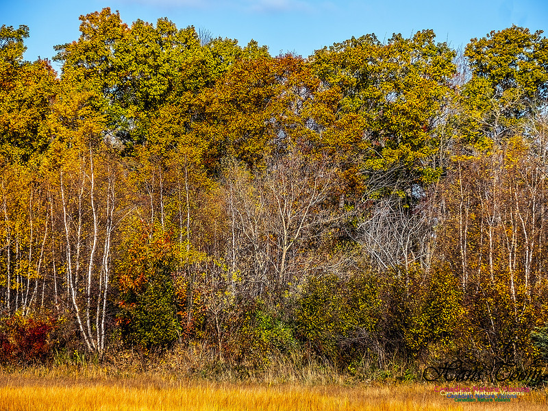 Nova Scotia in Fall 208