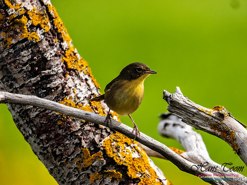 Common Yeloowthroat 702