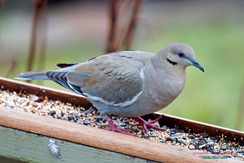 White-winged Dove