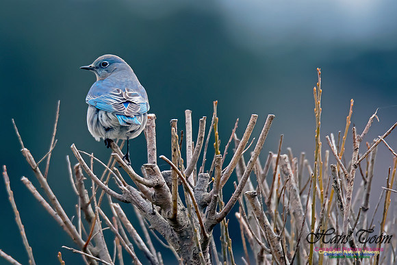 Mountain Bluebird