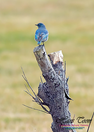 Mountain Bluebird