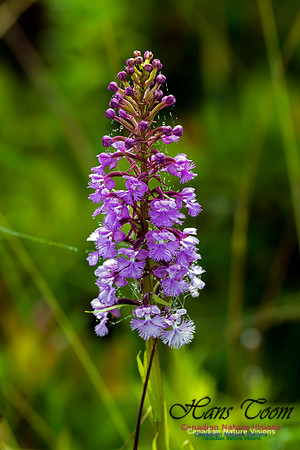 Large Purple Fringed Orchid