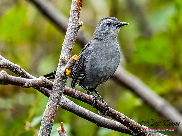 Grey Catbird 101