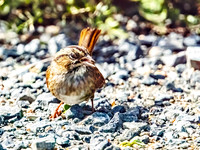 Swamp Sparrow