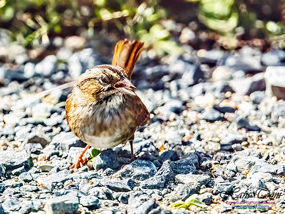 Swamp Sparrow 500
