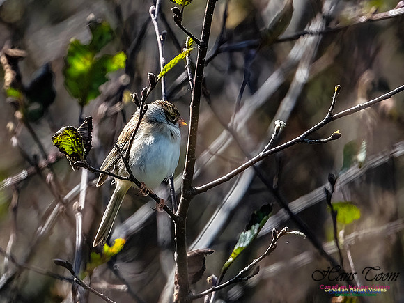 Clay-coloured Sparrow 113