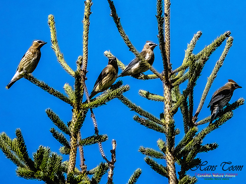 Cedar Waxwing 402