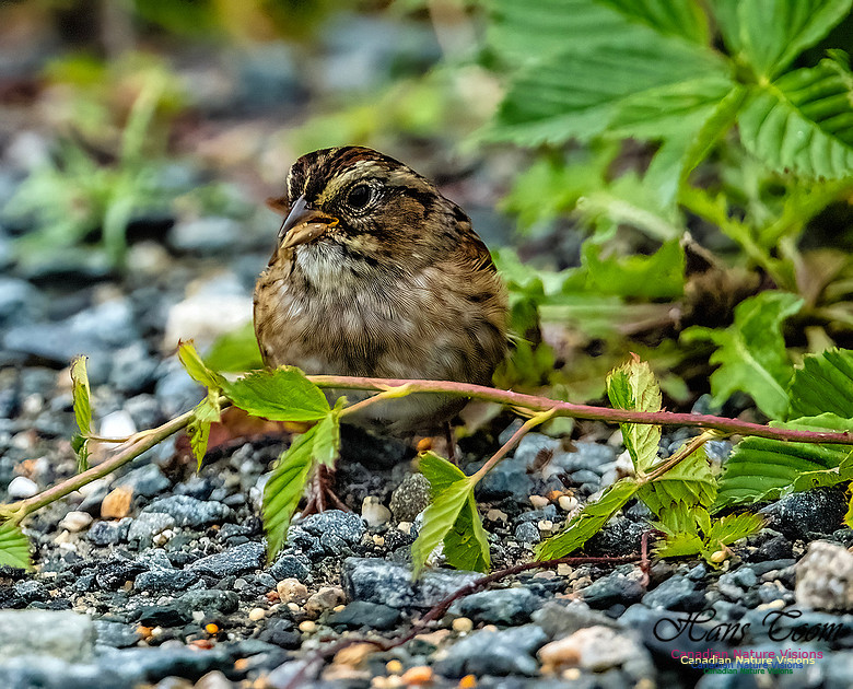 Swamp Sparrow 106