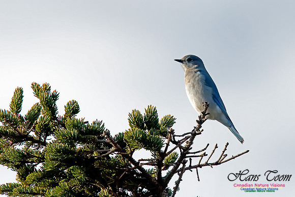Mountain Bluebird