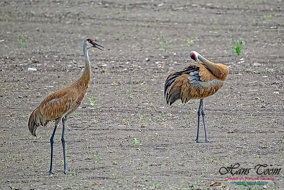 Sandhill Cranes 702