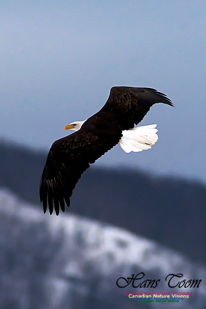 Bald Eagle