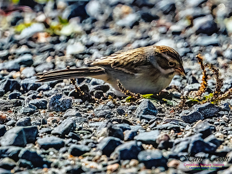 Clay-coloured Sparrow 118