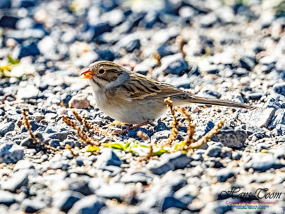 Clay-coloured Sparrow 115