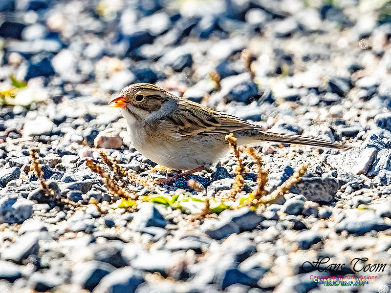 Clay-coloured Sparrow 115