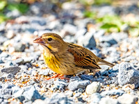 Dickcissel