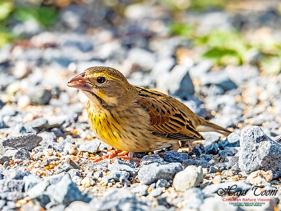 Dickcissel 100