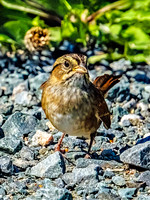 White-crowned Sparrow and Swamp Sparrow