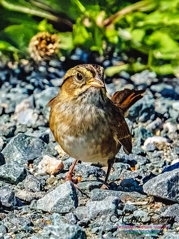 Swamp Sparrow 150