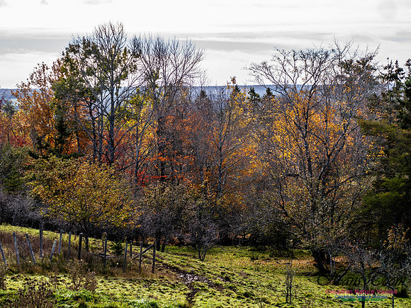 Nova Scotia in Fall 256