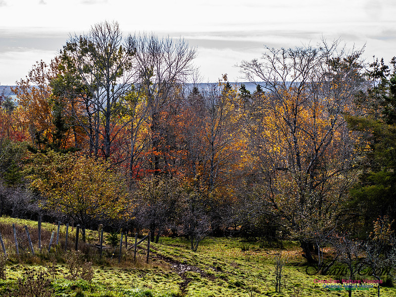Nova Scotia in Fall 256