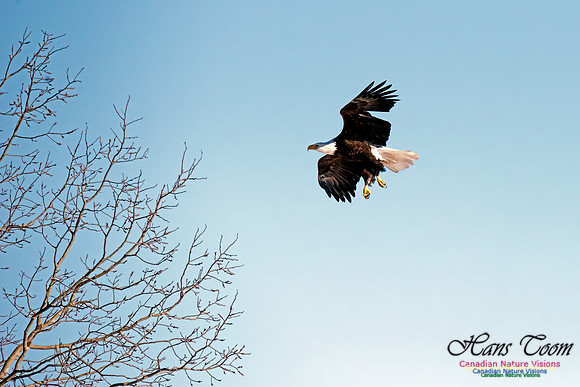 Bald Eagle