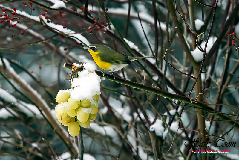 Yellow-breasted Chat
