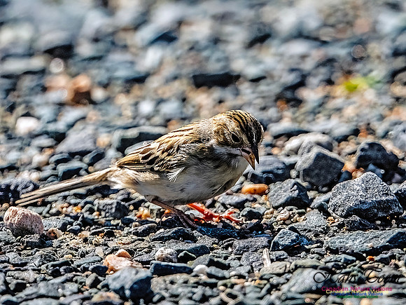 Swamp Sparrow 504