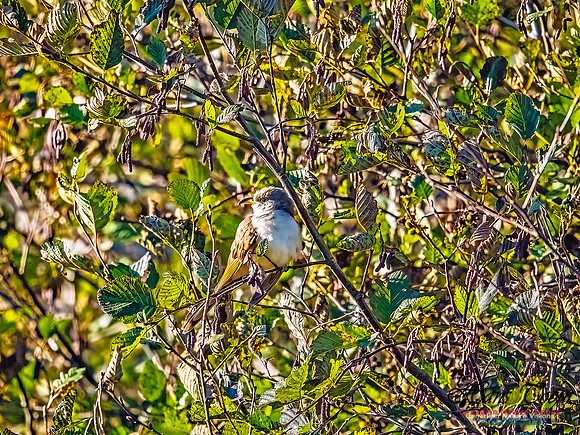 Yellow-billed Cuckoo 103
