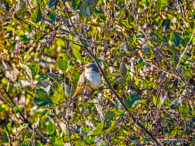 Yellow-billed Cuckoo 103