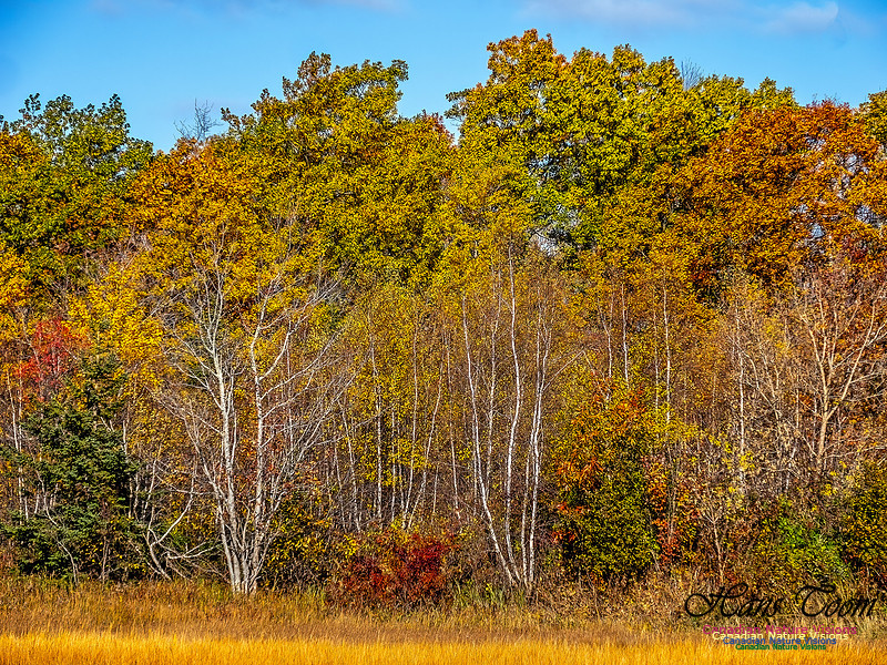 Nova Scotia in Fall 203