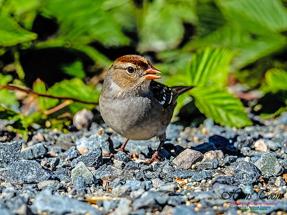 White-crowned Sparrow 156