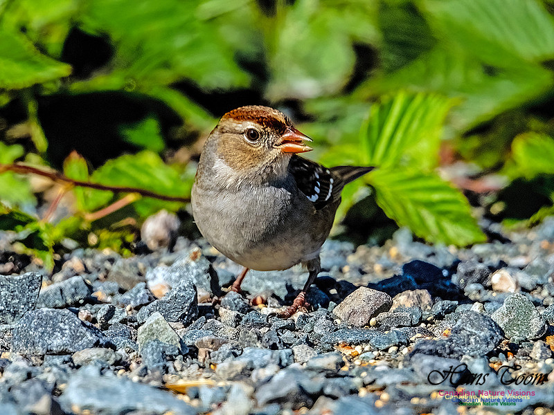 White-crowned Sparrow 156