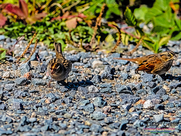 White-crowned Sparrow 152