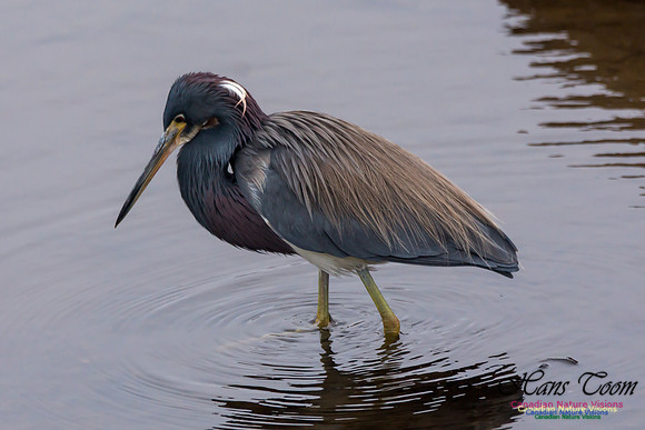 Tricoloured Heron 37