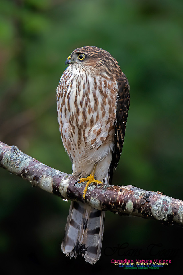 SharpShinnedHawk7