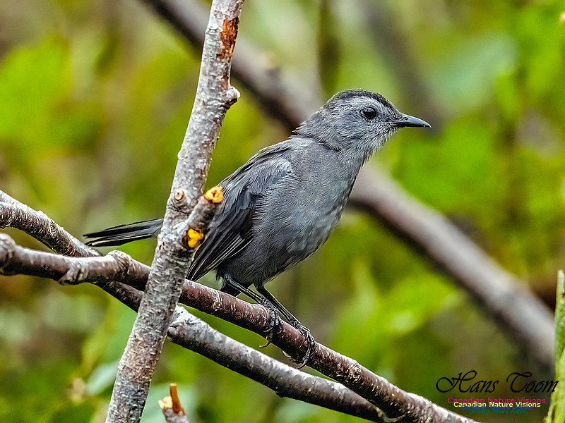 Grey Catbird 100