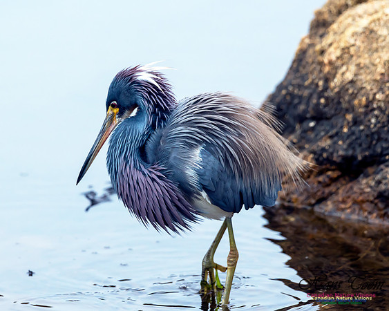 Tricoloured Heron 53