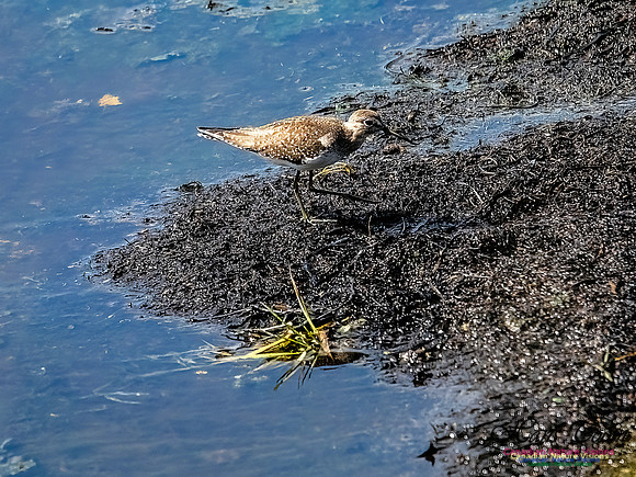 Solitary Sandpiper 700