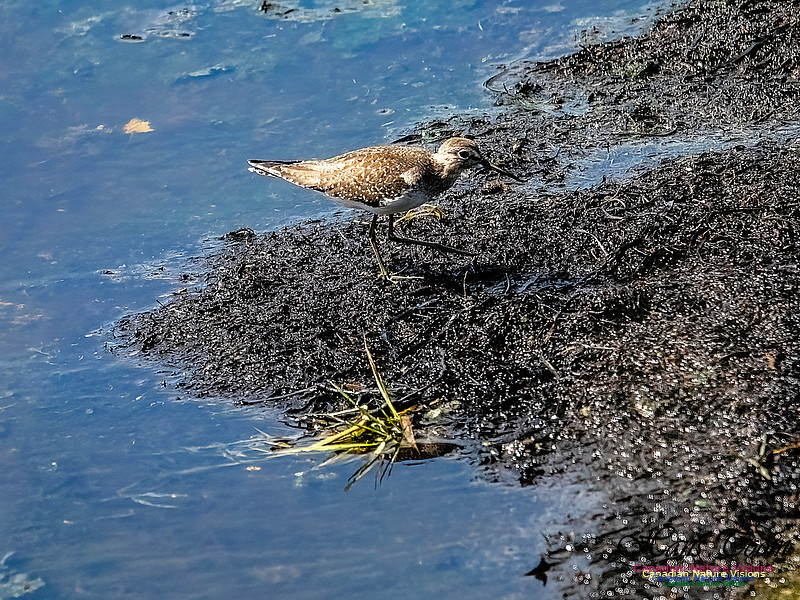 Solitary Sandpiper 700
