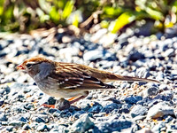 White-crowned Sparrow