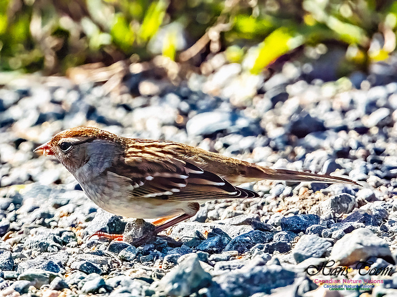White-crowned Sparrow 100