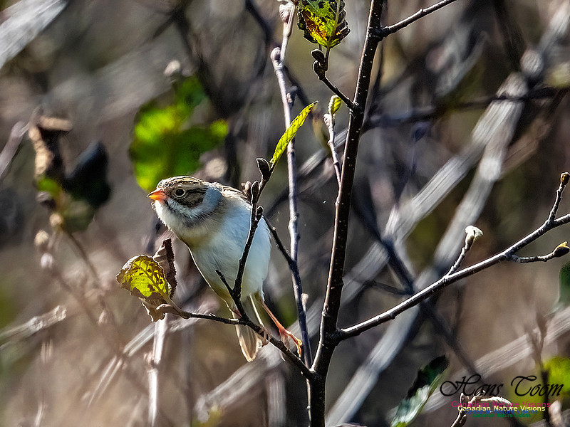 Clay-coloured Sparrow 112