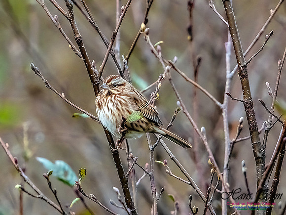 Song Sparrow 350