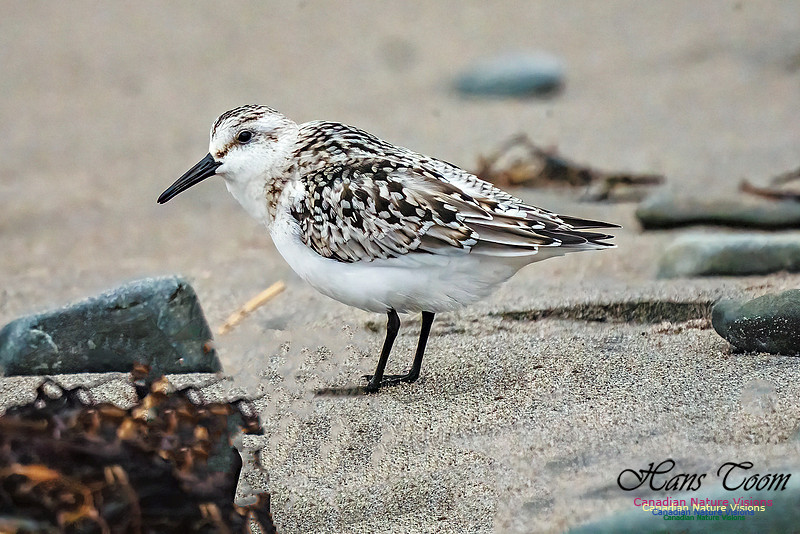Sanderling 350