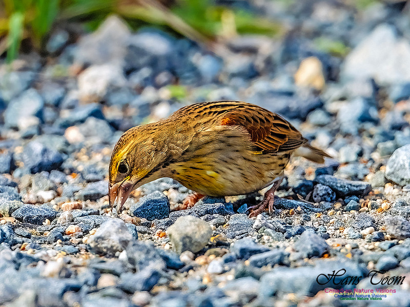 Dickcissel 104
