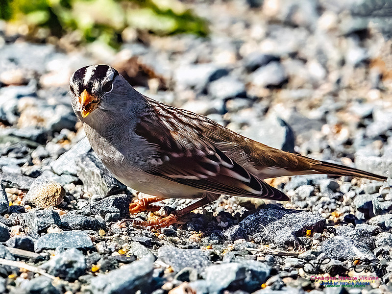White-crowned Sparrow 107