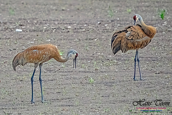 Sandhill Cranes 701