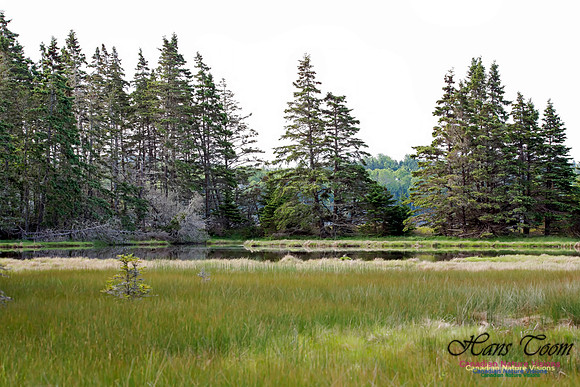 Troop Island Pond