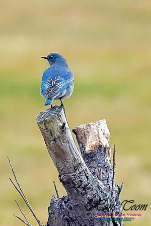Mountain Bluebird
